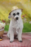 ペガサスちゃん