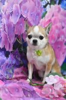 ヴィーナスちゃん