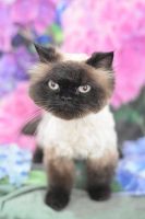 チャチャマル君