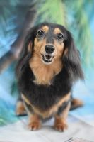 ジャスミンちゃん