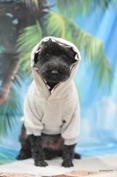 ピノノワールちゃん