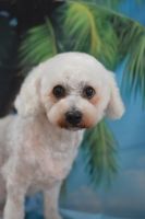 ドレミファソラシドちゃん