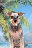 チェリーちゃん