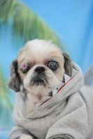 ミュウミュウちゃん