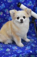 シェリーちゃん