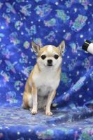 ヴィーナスちゃん