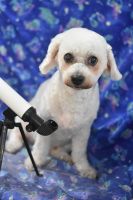 ドレミファソラシドちゃん