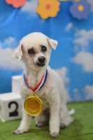 ペガサスちゃん