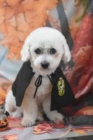 ドレミファソラシドちゃん