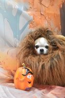 ヴィーナスちゃん