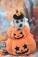 ペガサスちゃん