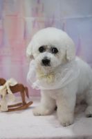 ドレミファソラシドちゃん