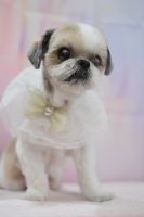 ミュウミュウちゃん