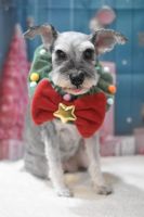 チェリーちゃん