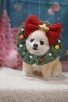 シェリーちゃん