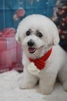 ドレミファソラシドちゃん