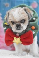 ミュウミュウちゃん