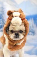 ミュウミュウちゃん